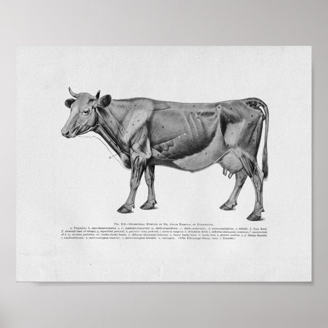 Cow Muscle Anatomy Vintage Print (Front)