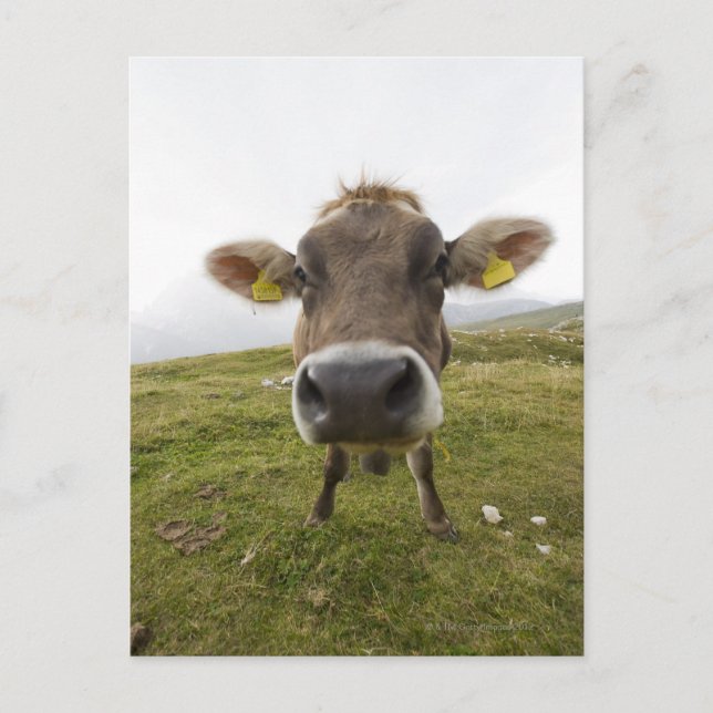 Cow near Tre Cime Di Lavaredo in Misurina, Postcard (Front)