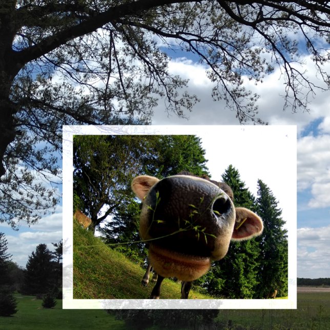 Cow Nose Closeup, Funny Postcard (Creator Uploaded)