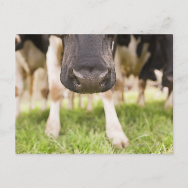 Cow nose postcard (Front)