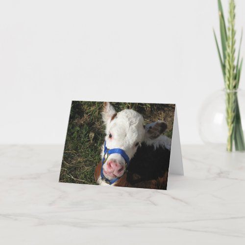 Cow Note Card