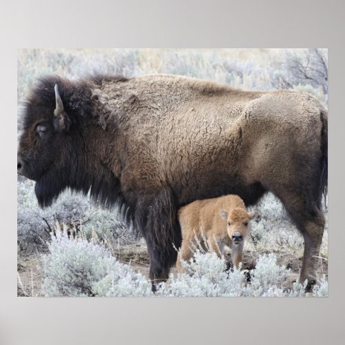 Cow Nursing Bison Calf Yellowstone Poster