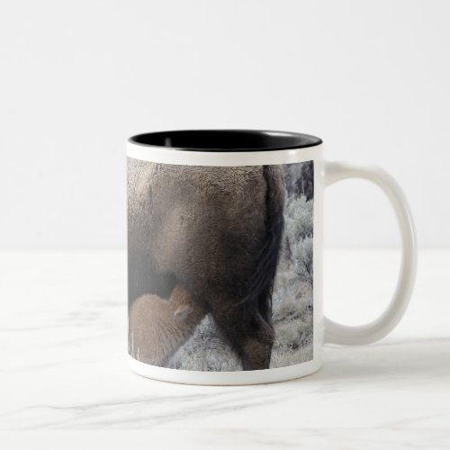 Cow Nursing Bison Calf Yellowstone Two_Tone Coffee Mug
