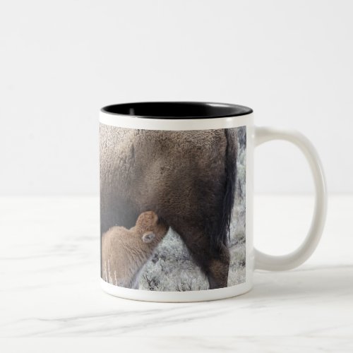 Cow Nursing Bison Calf Yellowstone Two_Tone Coffee Mug