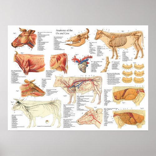 Cow Ox Bovine Anatomy Chart 18 X 24