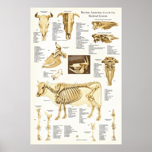 Cow Ox Bovine Skeletal Anatomy Poster