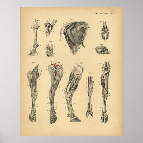 Cow Ox Foot Leg Anatomy 1908 Vintage Print