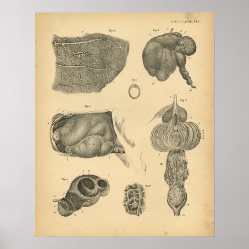 Cow Ox Lung Stomach Anatomy 1908 Vintage Print
