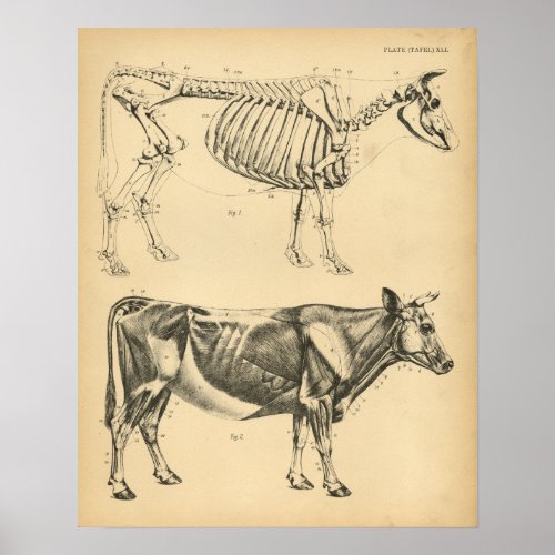 Cow Ox Skeleton Muscle Anatomy 1908 Vintage Print