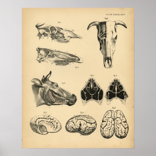 Cow Ox Skull Brain Anatomy 1908 Vintage Print