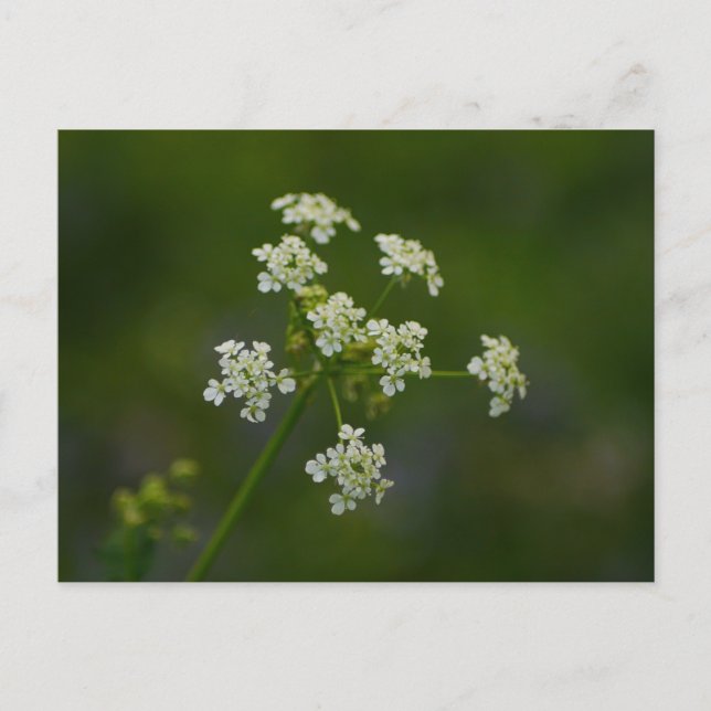 Cow Parsley Flower Postcard (Front)