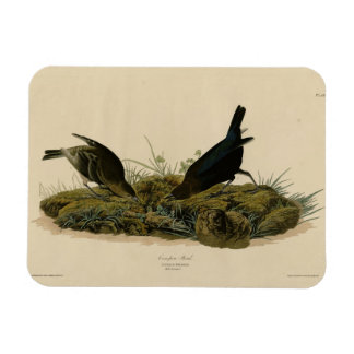 Cow-pen Bird (Cowbird) Audubon's Birds of America Magnet