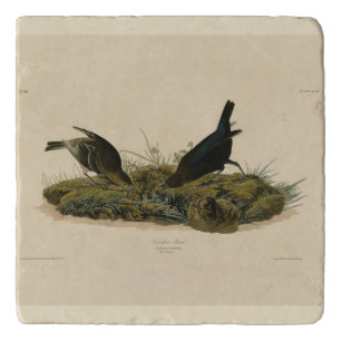Cow-pen Bird (Cowbird) Audubon's Birds of America Trivet
