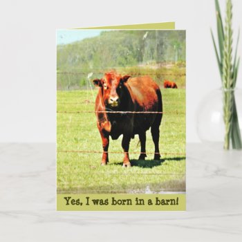 Cow Photo Card by Vanillaextinctions at Zazzle