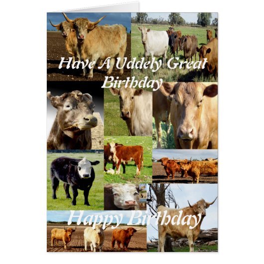 Cow Photo Collage, Udderly Great Birthday (Front)