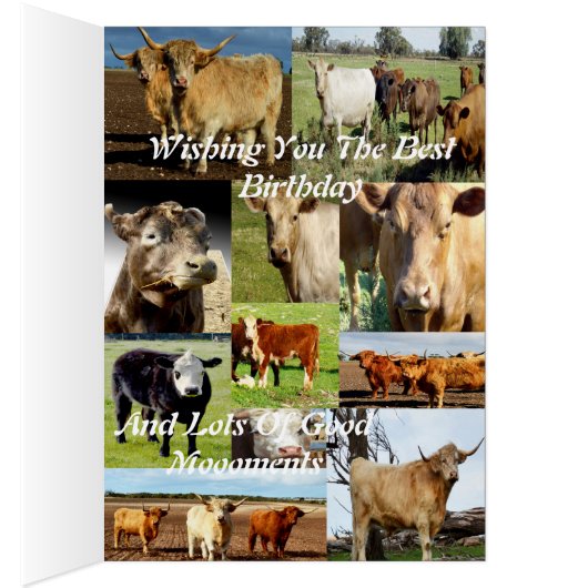 Cow Photo Collage, Udderly Great Birthday (Inside (Right))