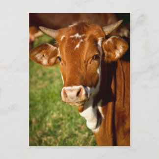 Cow Postcard