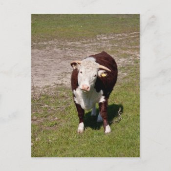 Cow Postcard by hildurbjorg at Zazzle