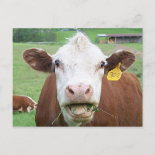 Cow Postcard