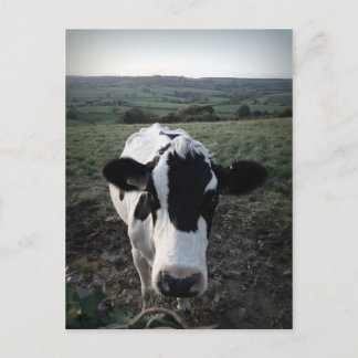 Cow Postcard