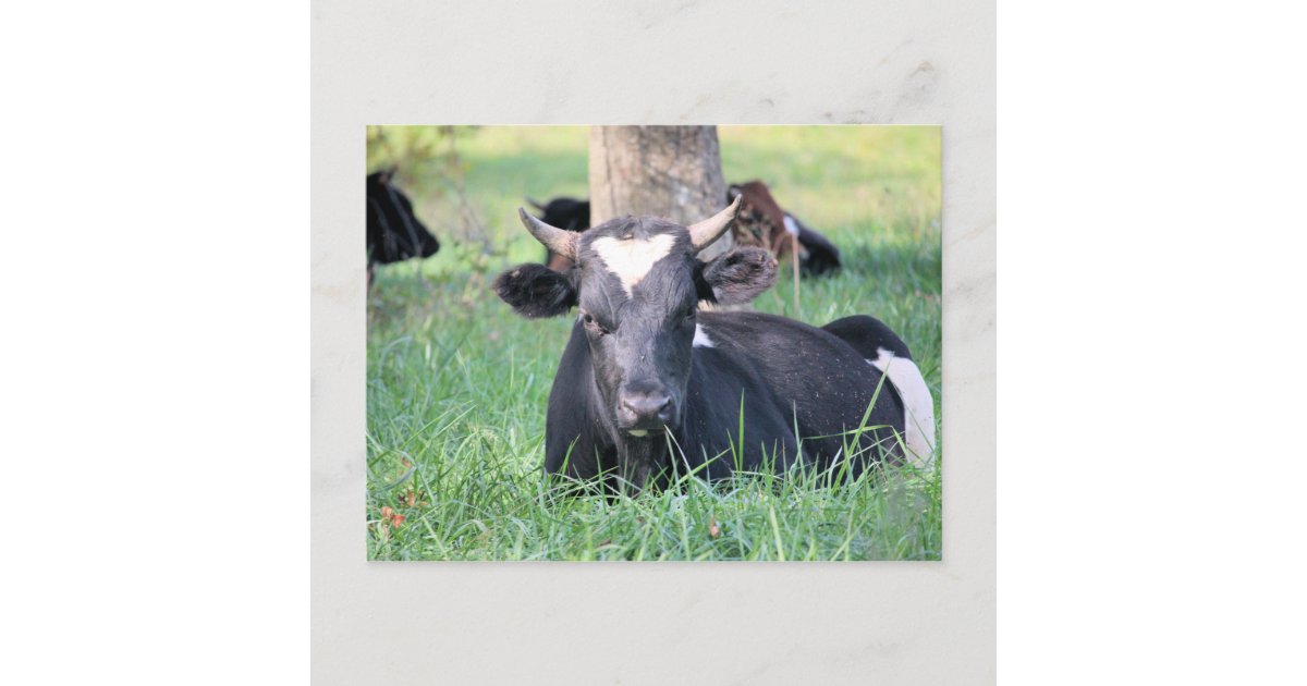 Cow Postcard | Zazzle