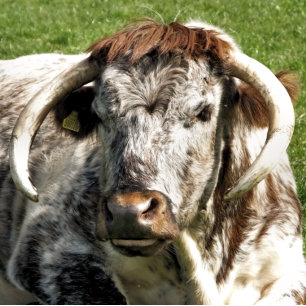 COW POSTCARD