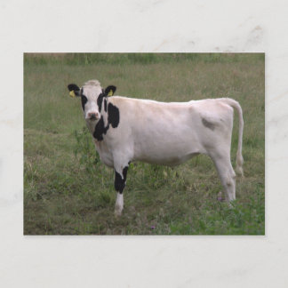 Cow Postcard