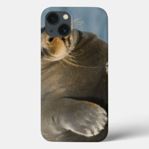 Cow rests on sea ice floating along the coast iPhone 13 case