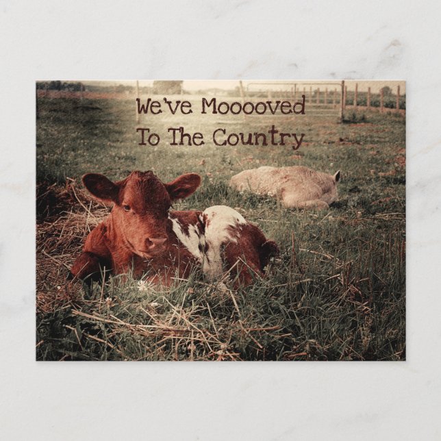 Cow Rustic Country Funny Farm Moving Card (Front)