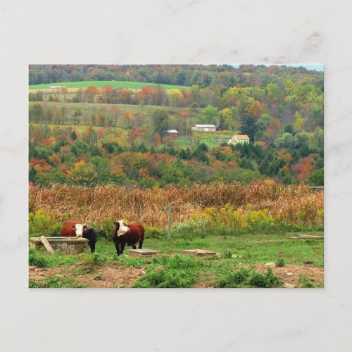 Cow Scene Postcard