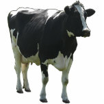 Cow Sculpture<br><div class="desc">Cow Sculpture. Dutch Frisian Holstein Dairy Cow photographed in The Netherlands. This Sculpture is Fully Custizable! Add Your Own Texts and Images! Great Gift to a Cow Lover and Collector of Cow Items. Or to a Dairy Farmer.</div>