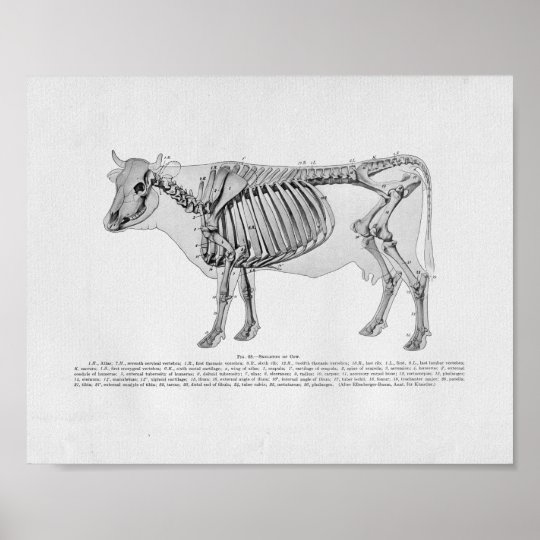 Cow Skeletal Anatomy Vintage Print Zazzle Com