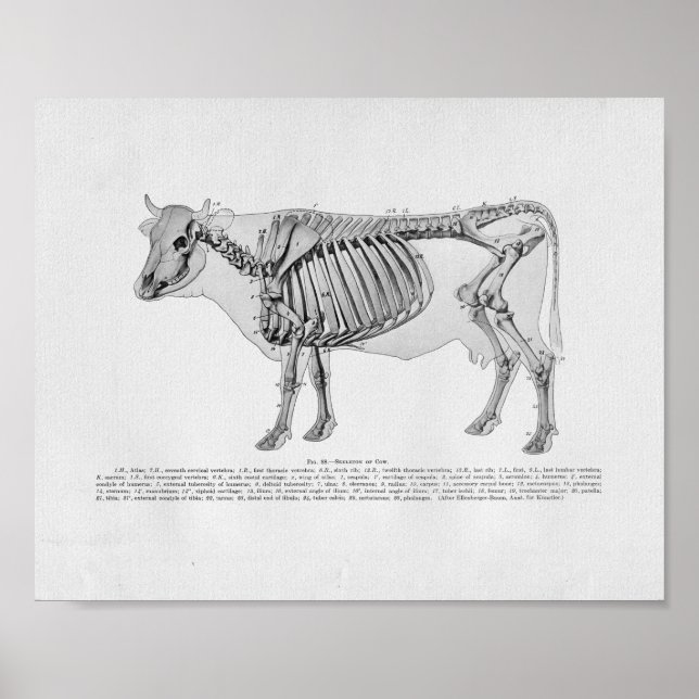 Cow Skeletal Anatomy Vintage Print (Front)