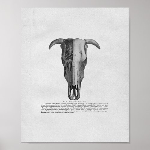 Cow Skull Anatomy Vintage Print