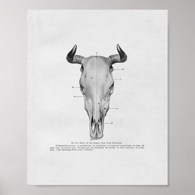 Cow Skull Anatomy Vintage Print (Front)