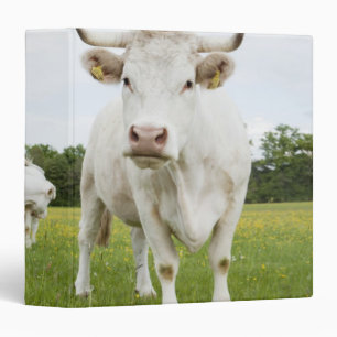 Cow standing in grassy field 3 ring binder