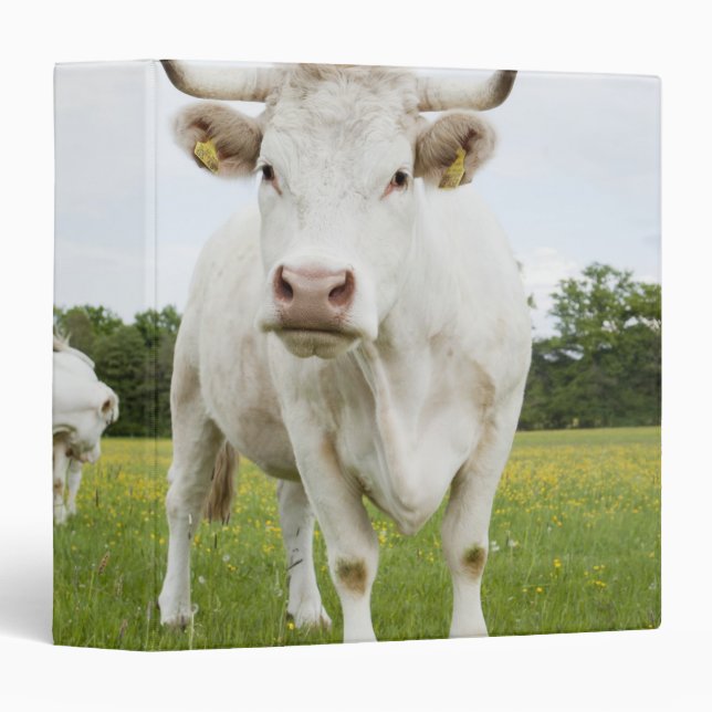 Cow standing in grassy field 3 ring binder (Front/Spine)