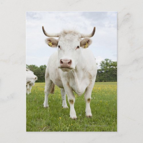 Cow standing in grassy field postcard