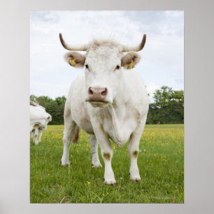 Cow standing in grassy field poster