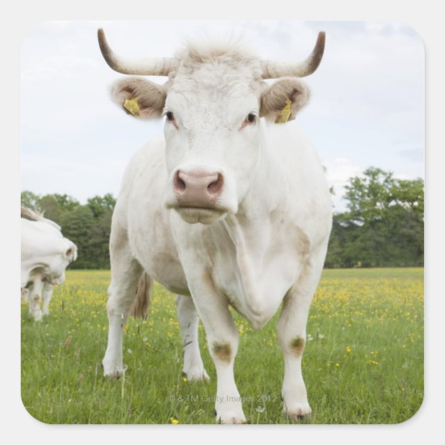 Cow standing in grassy field square sticker (Front)
