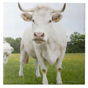 Cow standing in grassy field tile