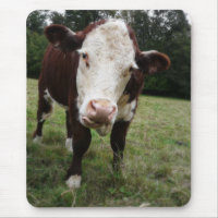 Cow Sticking Out Tongue