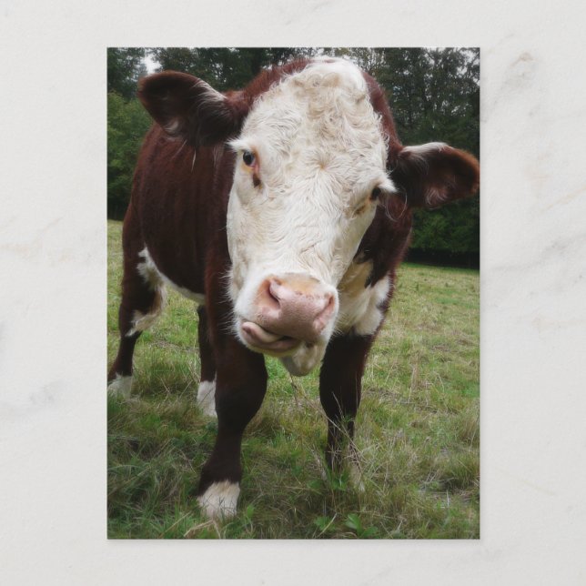 Cow Sticking Out Tongue Postcard (Front)