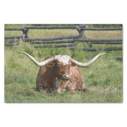 Cow Texas Longhorn Photo Tissue Paper