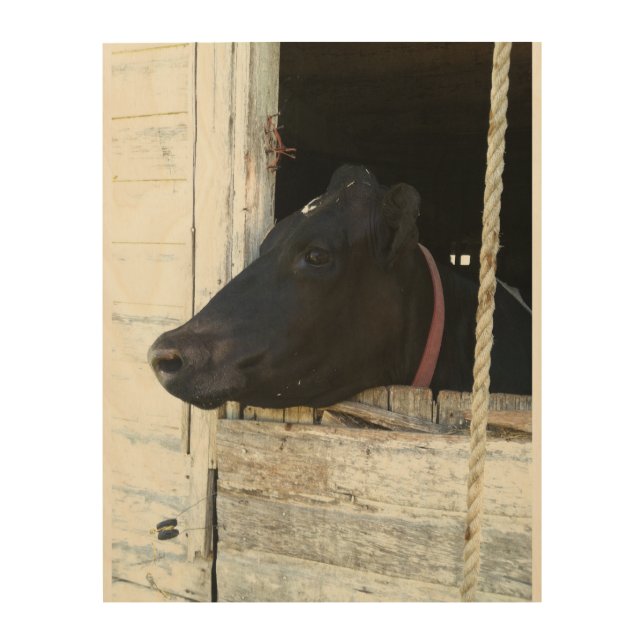 Cow through old barn door wood wall art (Front)