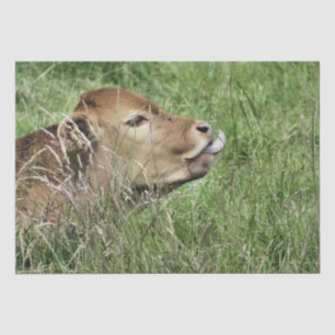 COW TISSUE PAPER