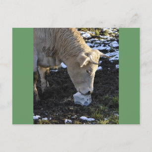 Cow which licking a block salt postcard