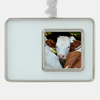 Cow with a ring in the nostrils postcard classic r christmas ornament