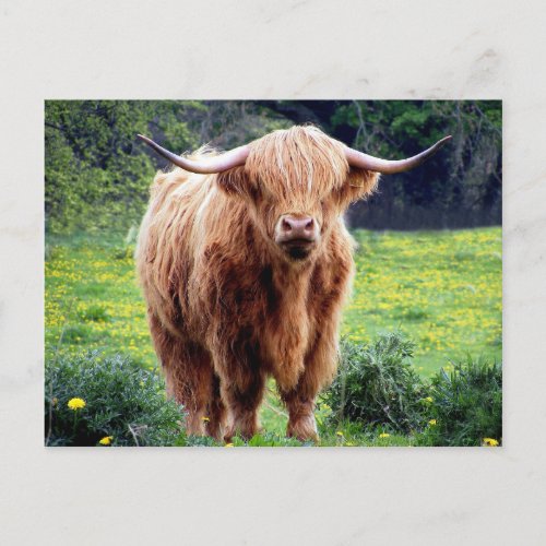 Cow with big horns beautiful nature scenery postcard