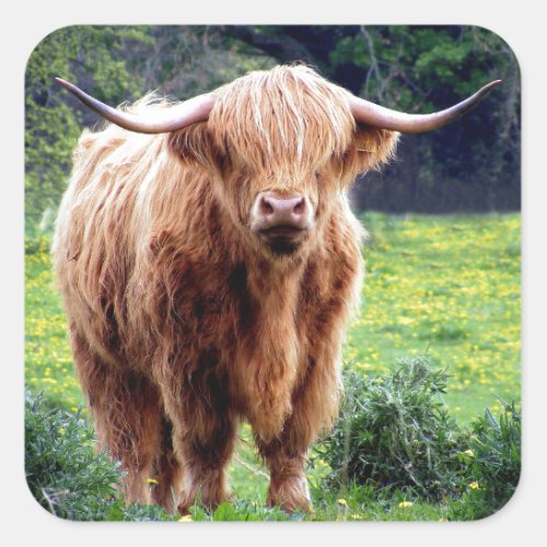 Cow with big horns beautiful nature scenery square sticker